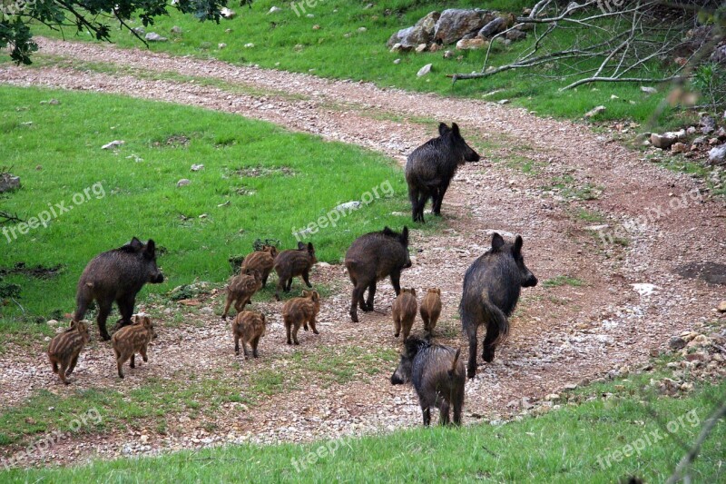 Boars Field Piglets Free Photos