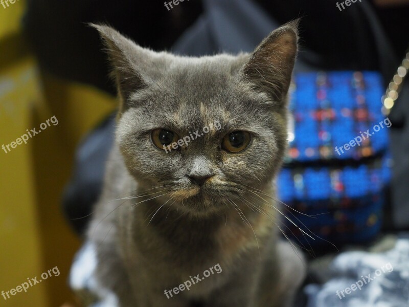 Gaze Gray Fur Animal Cat Fur