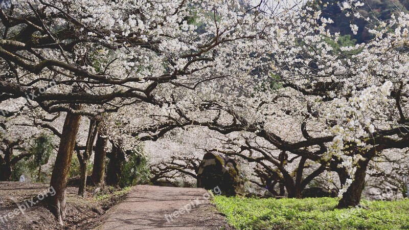 Plum Blossom Flower Alley Such Path Spring