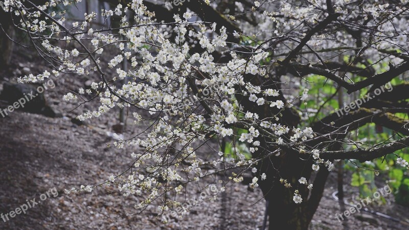 Plum Blossom Flower Context Spring Flower's