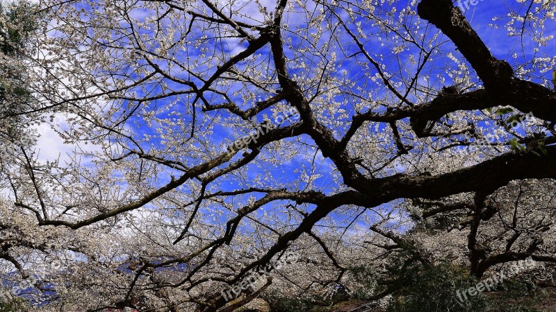 Plum Blossom Blue Day Sky Spring Flower's