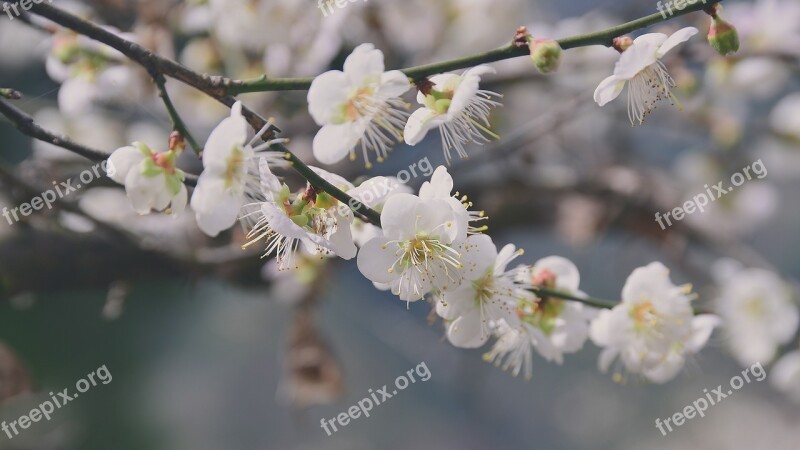 Plum Blossom Flower Petal Spring Flower's