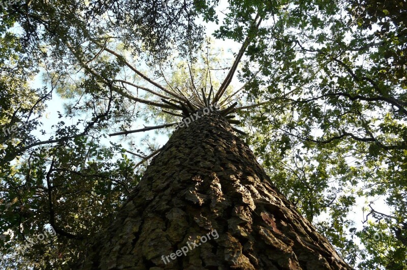 Pine Pinus Pinea Tree Bark Aesthetic Tree