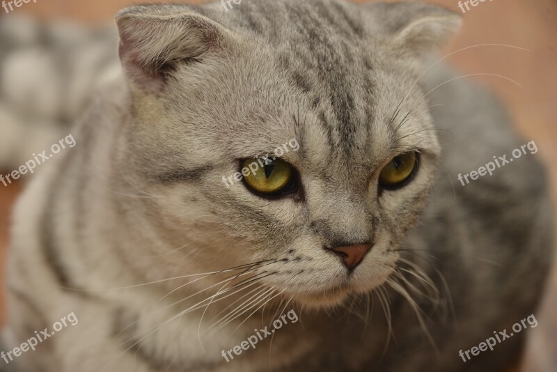 Cat Cute Clean Gray Fur Animal Portraits