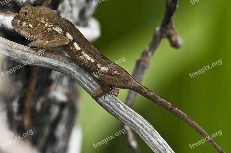 Meeting Chameleon Endemic Free Photos