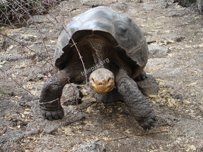 Galápagos Tortoise Ecuador Wildlife Endangered