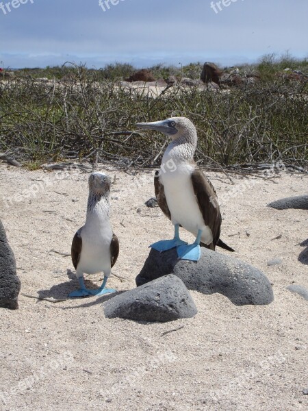 Blue Footed Booby Galápagos Wildlife Ecuador Blue-footed