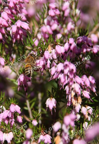 Hover Fly Flowers Fly Insect Nature