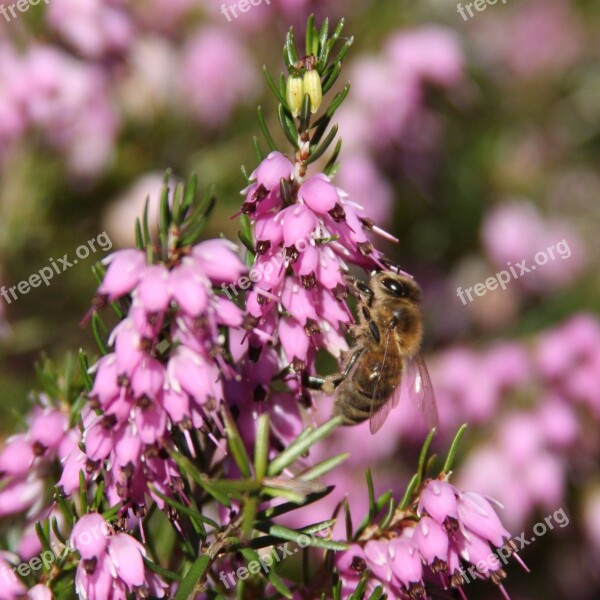 Hover Fly Flowers Fly Insect Nature