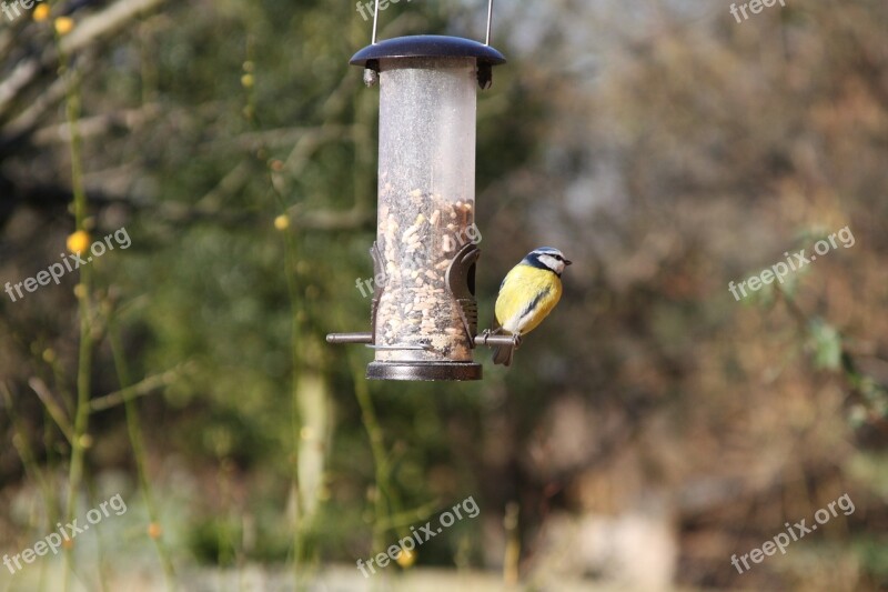 Blue Tit Garden Bird Bird Blue Tit