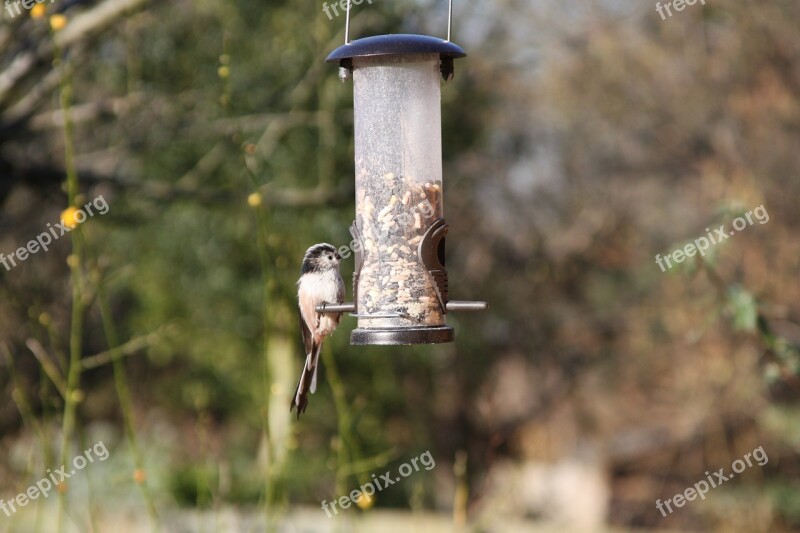 Long-tailed Tit Garden Bird British Warwickshire Bird