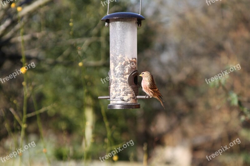 Linnet Garden Bird British Warwickshire Bird