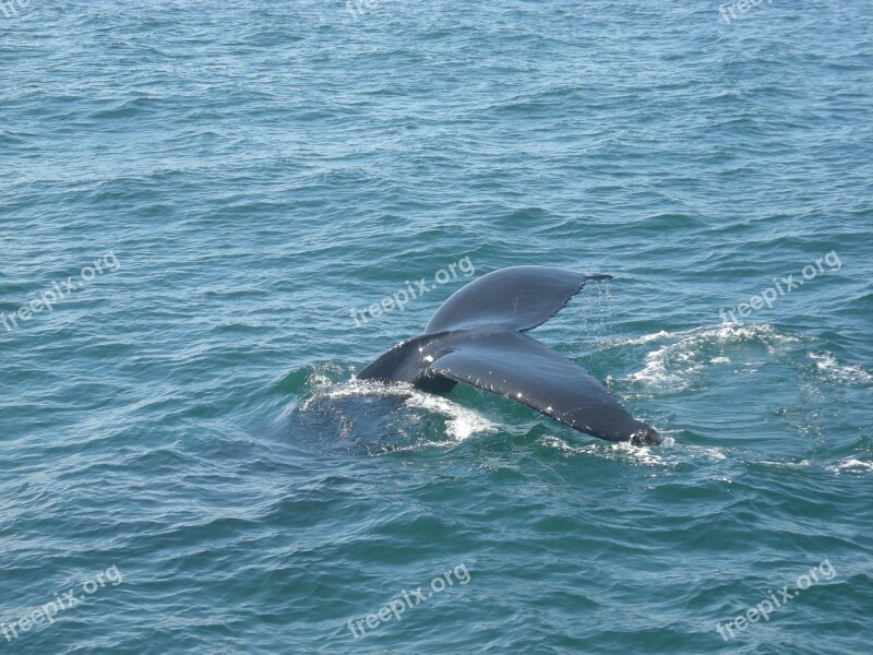 Whale Tail Whale Water Humpback Mammal