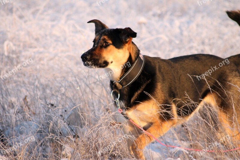 Snow Dog Grown Up Beautiful Cute