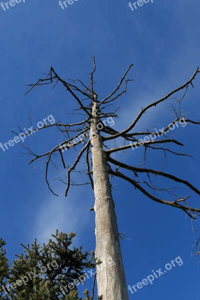 Tree Dead Sky Dead Tree Wood