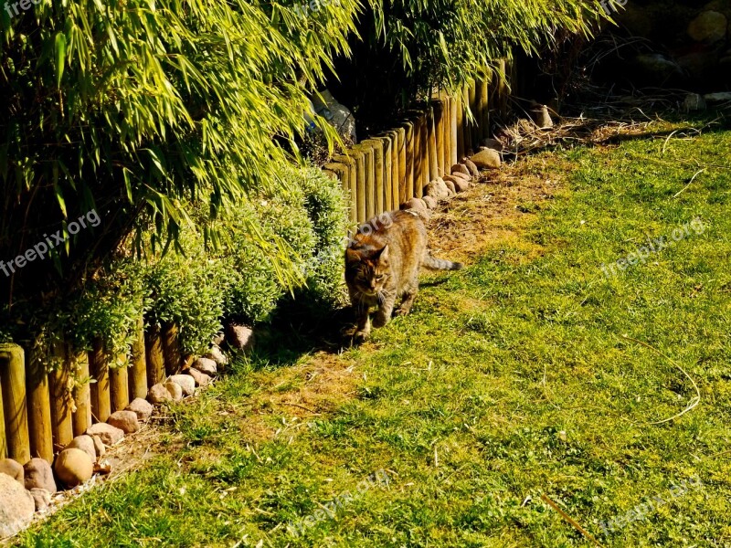 Cat Big Cat Wildcat Animal Wilderness