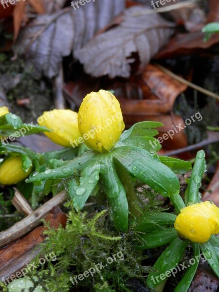 Yellow Green Flower Plant Water Drops