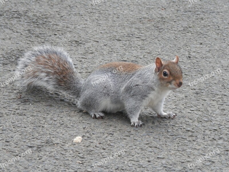 Grey Squirrel Squirrel Nature Fur Animal