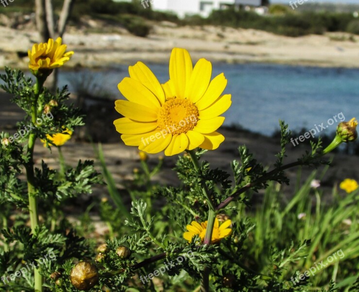 Arnica Flower Blossom Nature Flora