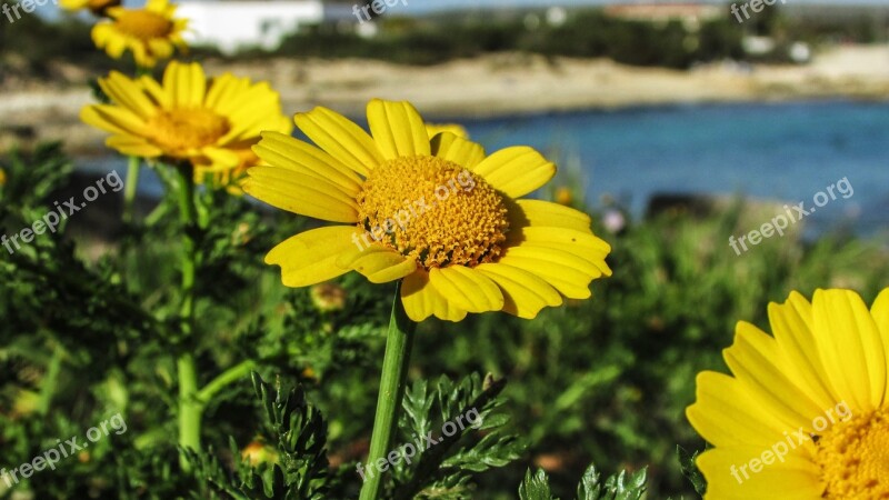 Arnica Flower Blossom Nature Flora