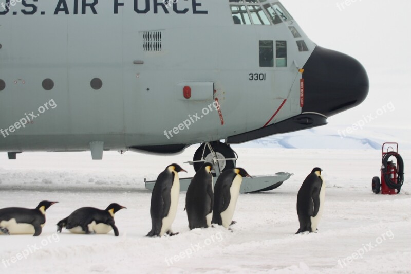 Plane Penguins Boarding Antarctica Emperor