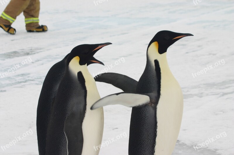 Penguins Emperor Antarctica Snow Ice