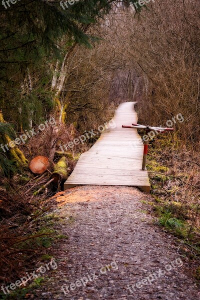 Bridge Web Boardwalk Nature Branches