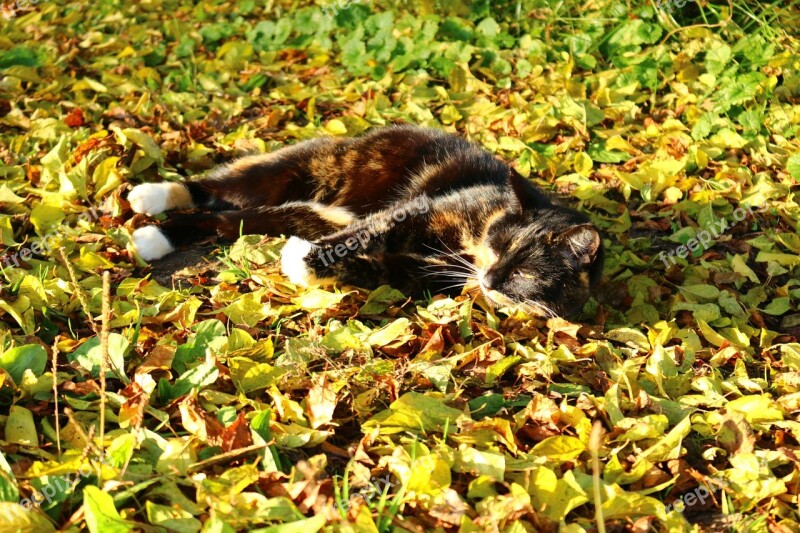 Cat Leaves Autumn Lucky Cat Three Coloured