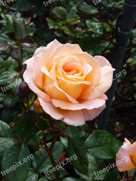 Rose Blossom Bloom Close Up Apricot