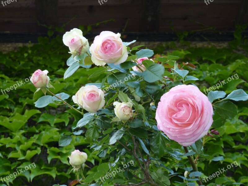 Roses Bush Pink Bush Rose Nature