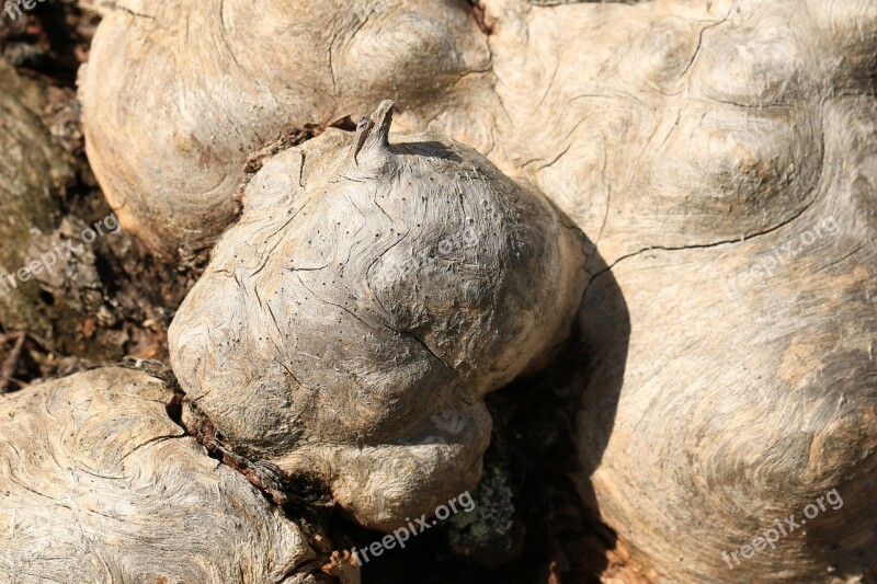 Root Braid Grain Plant Nature