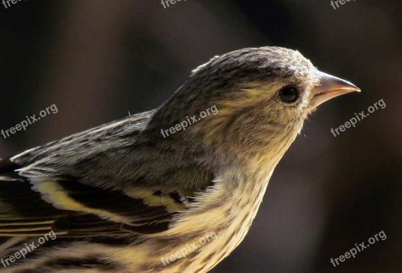 Nature Animals Birds Siskin Portrait