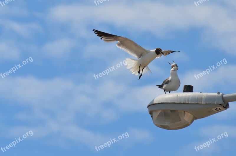 Bird Sea Sea Bird Animal Nature