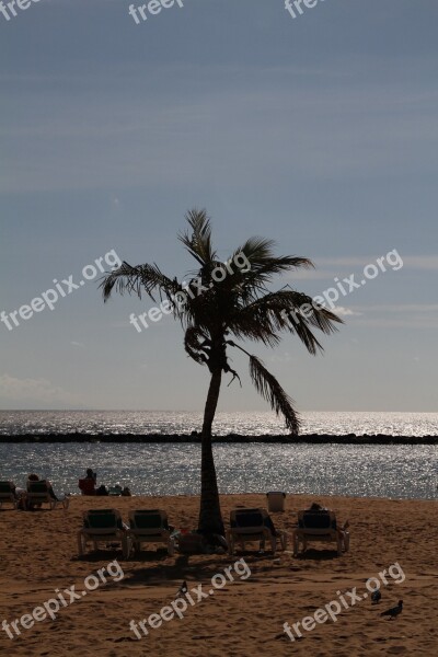 Palm Beach Tree Palm Tree Sand