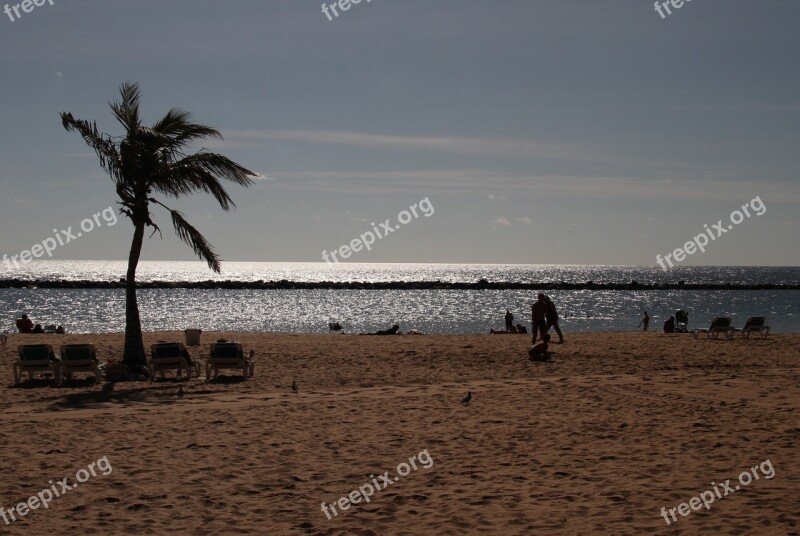 Palm Beach Tree Palm Tree Sand