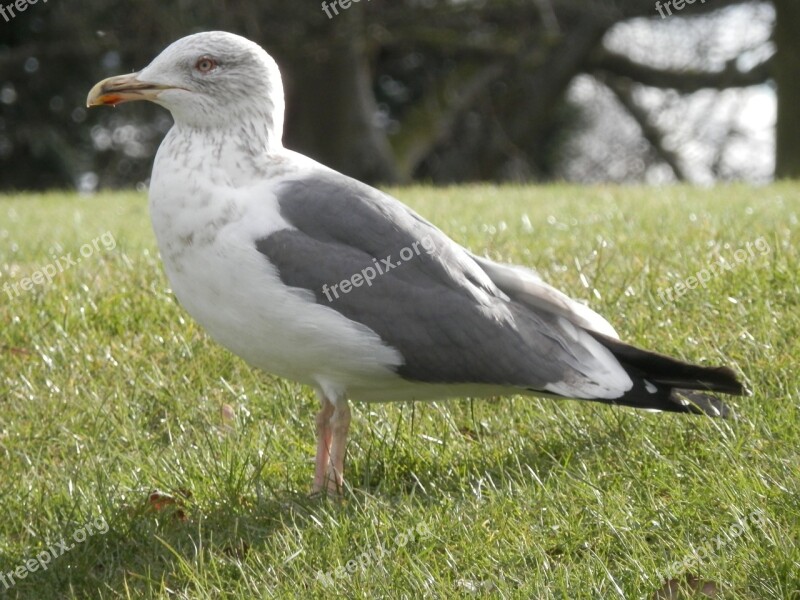 Gull Bird Seagull Free Photos