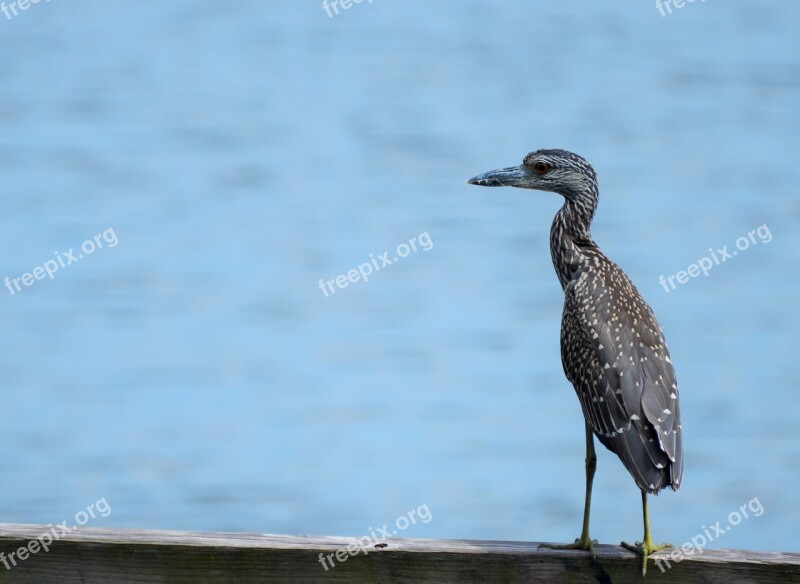 Bird Sea Sea Bird Animal Nature