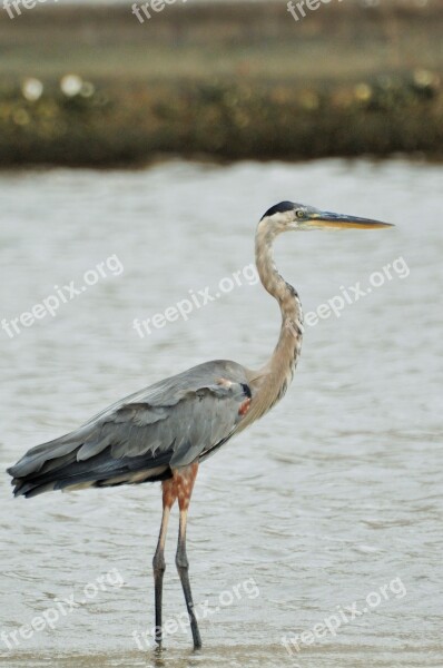 Heron Crane Bird Pen Animal