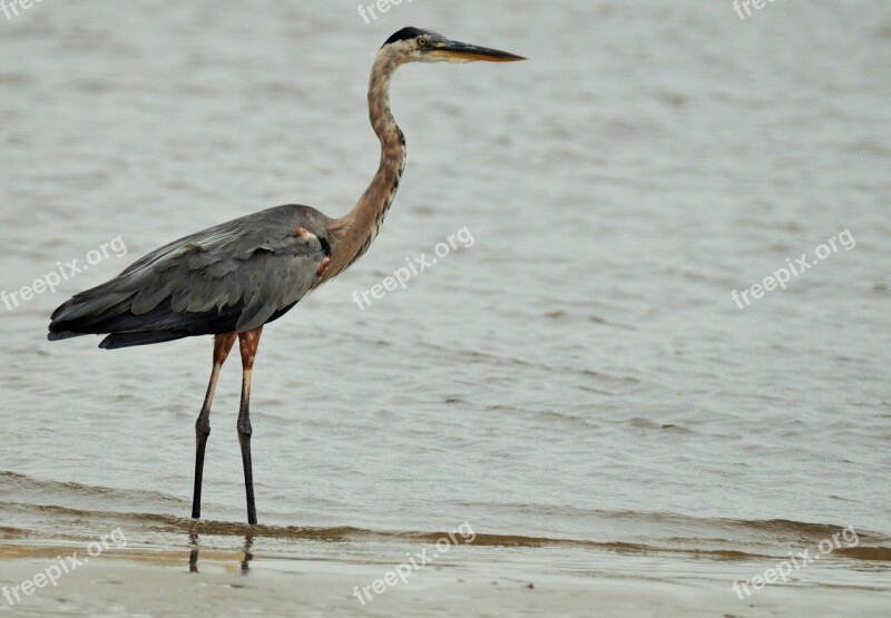 Heron Crane Bird Pen Animal