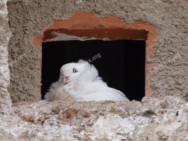 White Dove Window Pride Observe Free Photos