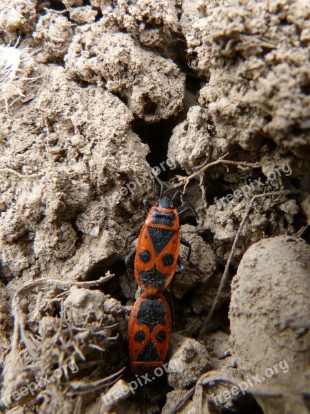 Coleoptera Insect Reproduction Mating Insects Mating