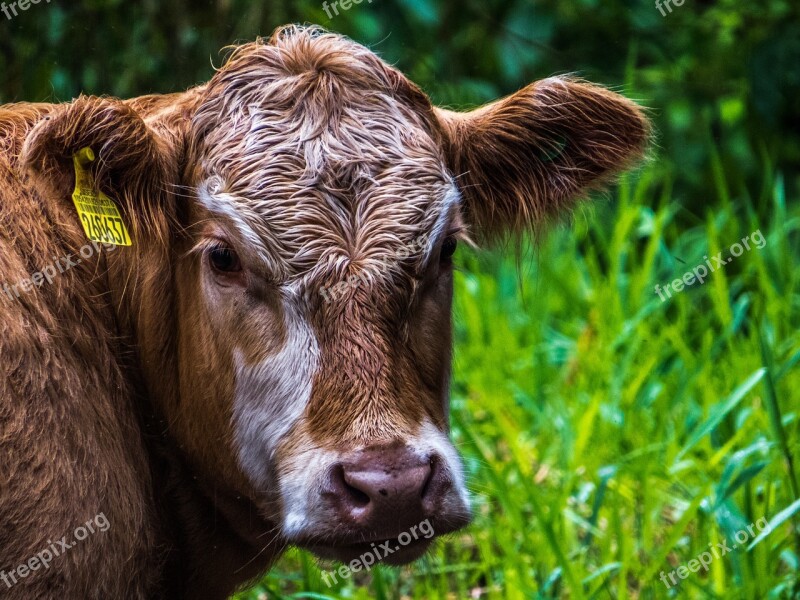 Animals Cattle Boi Free Photos