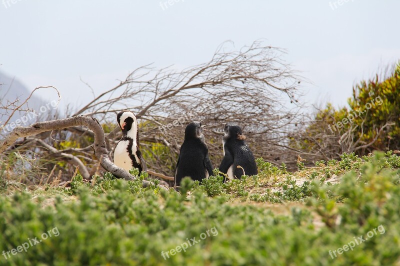 Penguins Cute Cuddly Beautiful Beach