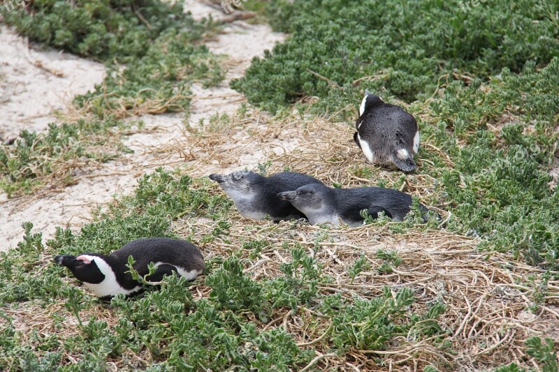 Penguins Cute Cuddly Beautiful Beach