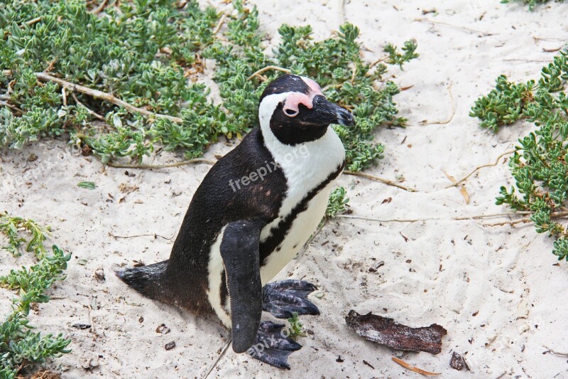 Penguin Cute Cuddly Beautiful Beach