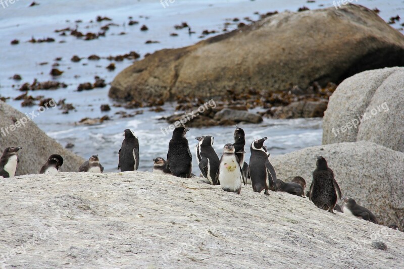 Penguins Cute Cuddly Beautiful Beach