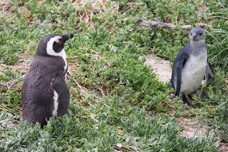 Penguin Cute Cuddly Beautiful Beach