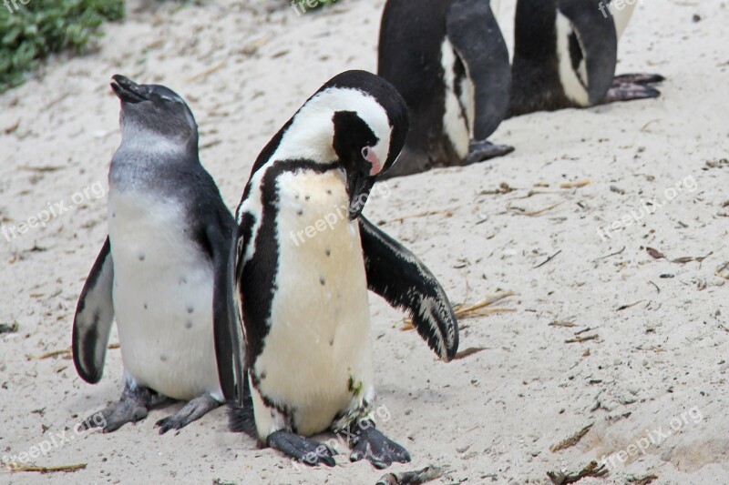 Penguin Cute Cuddly Beautiful Beach