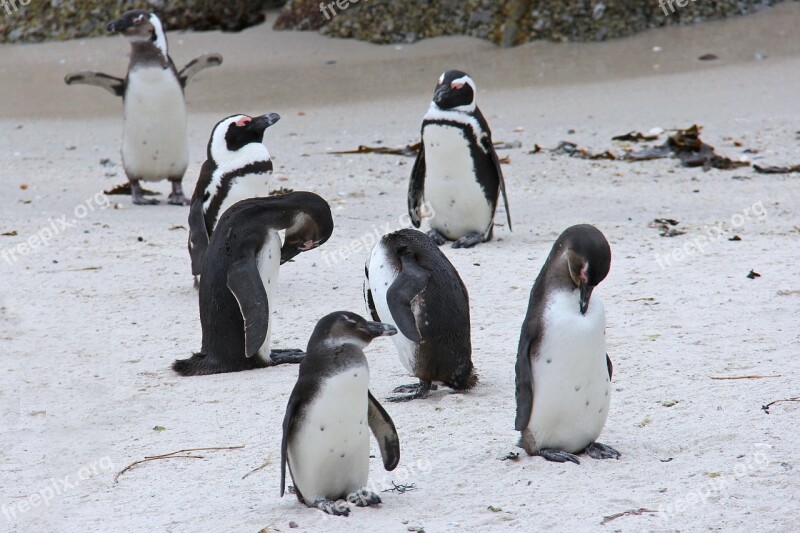 Penguin Cute Cuddly Beautiful Beach