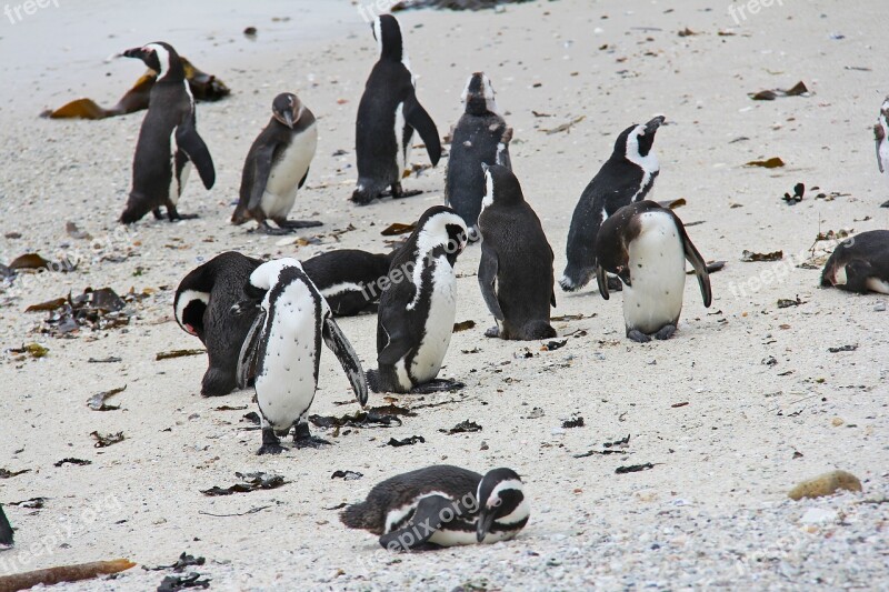 Penguin Cute Cuddly Beautiful Beach